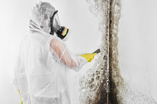 Best Mold Cleaning Services  in Morn, GA
