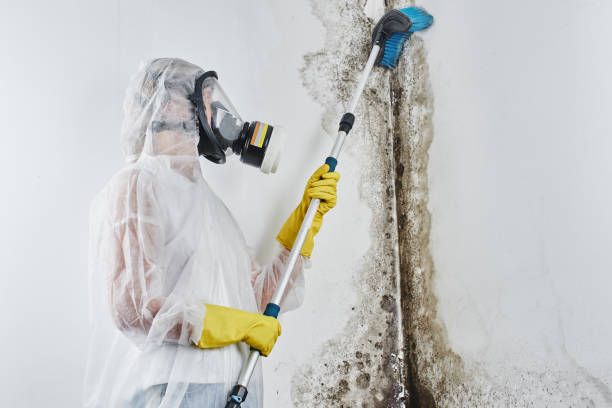 Best Mold Removal Specialists  in Morn, GA