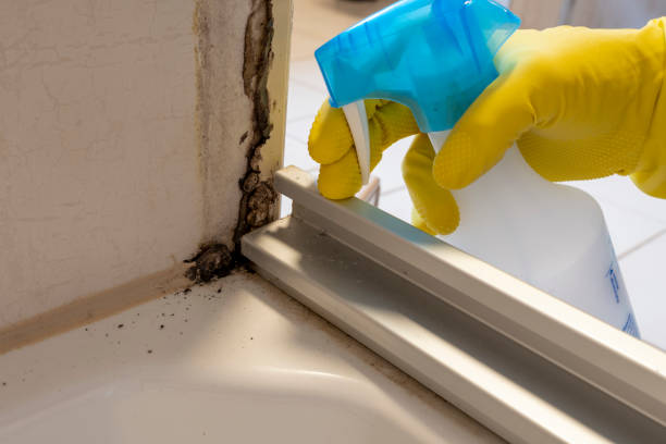 Best Professional Mold Removal  in Morn, GA