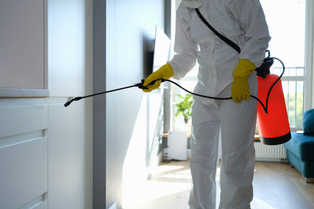 Best Toxic Mold Removal  in Morn, GA