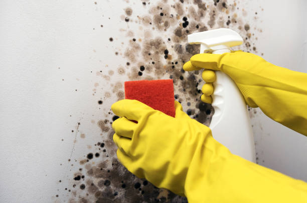 Best Fast Mold Removal  in Morn, GA